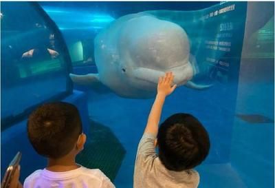 水族馆配文（上海海洋水族馆特色展览）