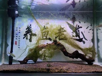 开水族馆要营业执照吗（开水族馆是否需要营业执照） 水族馆百科（水族馆加盟） 第4张