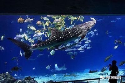 水族馆投资大概多少钱一个月（开一个水族馆的投资成本是多少）