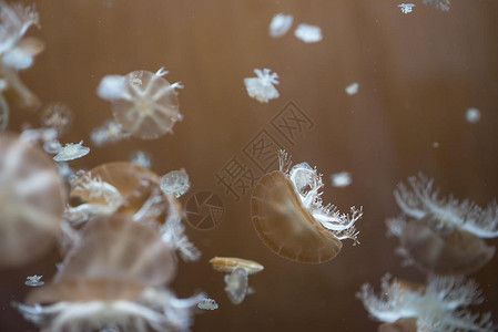 水族馆壁纸（水族馆动态壁纸）