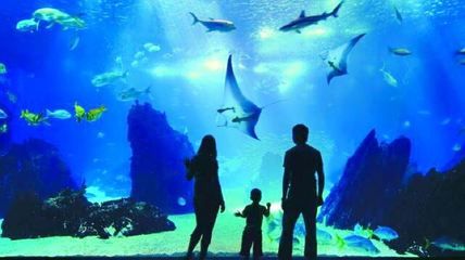 小樽水族馆官网（关于小樽水族馆的官网详情） 水族馆百科（水族馆加盟） 第4张