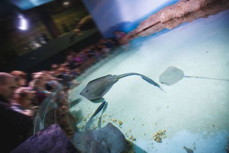 水族馆在哪里看动漫（《白沙的水族馆》水族馆观看动漫详情）