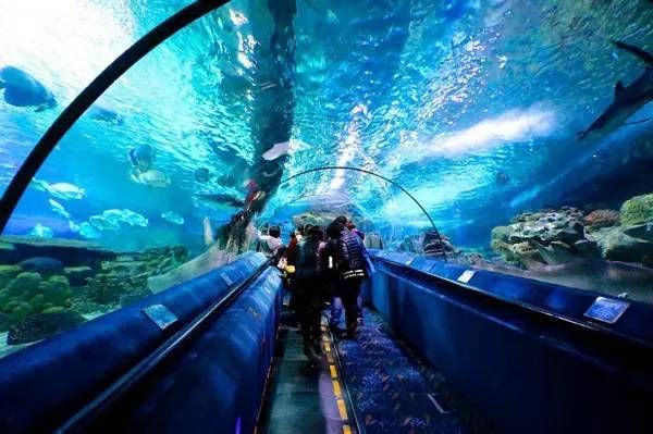 水族馆在哪里看动漫（《白沙的水族馆》水族馆观看动漫详情） 水族馆百科（水族馆加盟） 第4张