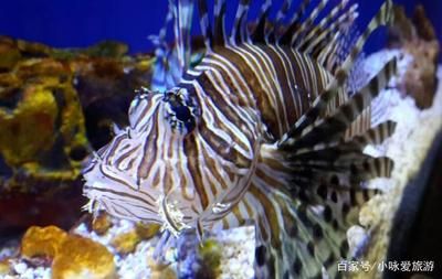 想开一家水族馆要多少钱（开一家水族馆需要多少钱） 水族馆百科（水族馆加盟） 第4张