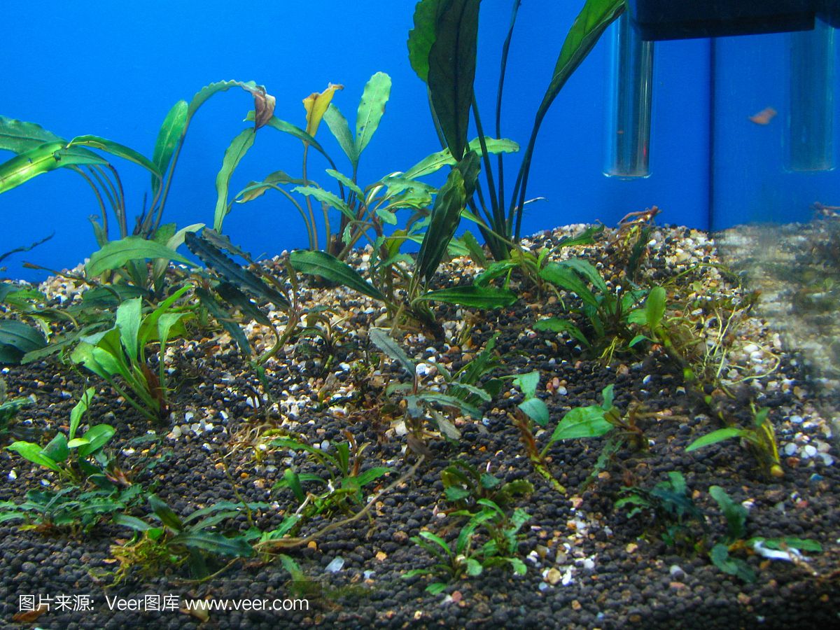 水族馆店里买什么花合适一点（水族馆水草养护技巧,水草造景搭配指南,水草繁殖方法介绍）