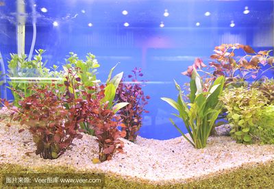 水族馆店里买什么花合适一点（水族馆水草养护技巧,水草造景搭配指南,水草繁殖方法介绍）