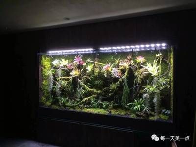 水族馆店里买什么花合适一点（水族馆水草养护技巧,水草造景搭配指南,水草繁殖方法介绍） 水族馆百科（水族馆加盟） 第5张