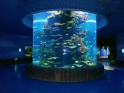 水族馆店里买什么花合适一点（水族馆水草养护技巧,水草造景搭配指南,水草繁殖方法介绍） 水族馆百科（水族馆加盟） 第4张