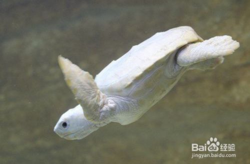 银龙鱼鼻子烂怎么处理图片视频（银龙鱼鼻子烂了怎么办？） 水族问答 第2张