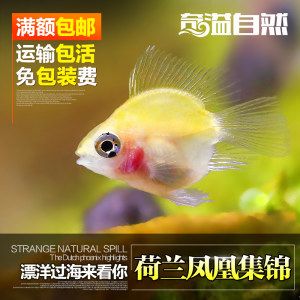 芜湖金龙鱼油厂家电话多少（芜湖金龙鱼油厂家的联系电话是0553-xxx-xxx-xxxx） 水族问答 第2张