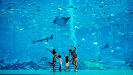 水族馆游览 水族馆百科（水族馆加盟） 第4张