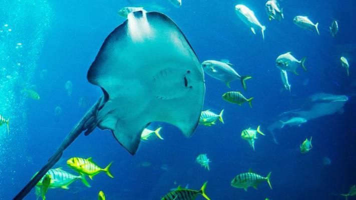 水族馆里有什么可爱的鱼（水族馆中一些可爱的鱼类）