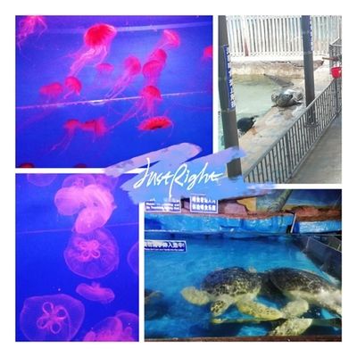 水族馆里有什么可爱的鱼（水族馆中一些可爱的鱼类） 水族馆百科（水族馆加盟） 第5张