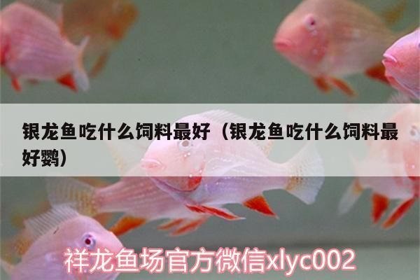 金龙鱼银龙鱼混养（金龙鱼和银龙鱼可以混养吗） 龙鱼百科 第1张