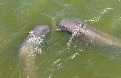 水族馆是国家公办还是私人营业（国家公办水族馆的运营模式多样包括国家公办和私人营业）