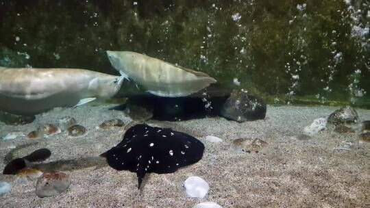 水族馆店铺里有什么动物吗视频（水族馆店铺经营秘诀水族馆店铺经营秘诀水族馆店铺经营秘诀）