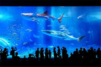 水族馆开店流程图怎么画好看（水族馆开店流程图）