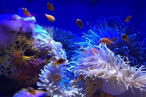 水族馆开放时间最新（上海海洋水族馆全年开放时间09:00至18:00）