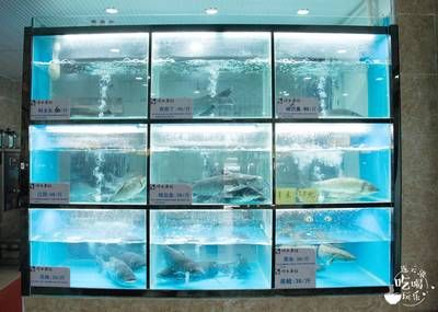 水族馆餐厅的菜品有哪些（上海海洋水族馆餐厅） 水族馆百科（水族馆加盟） 第1张