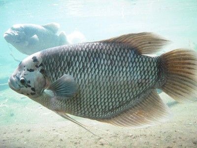 深海龙鱼的图片大全集（深海龙鱼的生活习性和保护现状） 水族问答 第1张