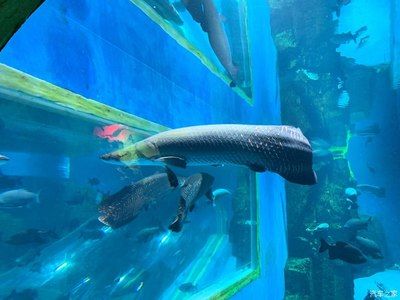 水族馆取名字怎么取（水族馆名字怎么取？）