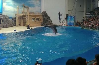 水族馆表演时间（徐州市水族馆表演时间在2019年夏季和节假日的营业时间调整） 水族馆百科（水族馆加盟） 第4张