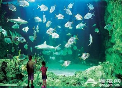 自制水族馆（如何自制水族馆）