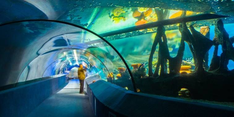 水族馆哪个地方的好（上海海洋水族馆亲子游玩攻略大连圣亚海洋世界门票优惠） 水族馆百科（水族馆加盟） 第5张