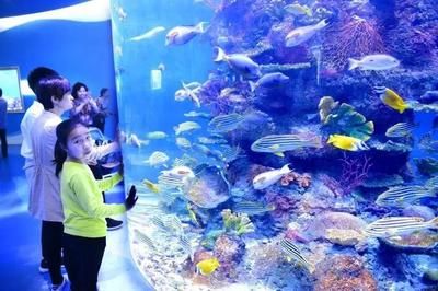 水族馆的名字大全有哪些（冲绳美丽海水族馆及其特点：圣地亚哥海洋世界冲绳美丽海水族馆） 水族馆百科（水族馆加盟） 第4张