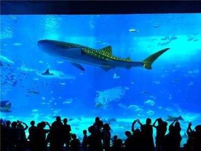 水族馆的名字大全有哪些（冲绳美丽海水族馆及其特点：圣地亚哥海洋世界冲绳美丽海水族馆） 水族馆百科（水族馆加盟） 第5张