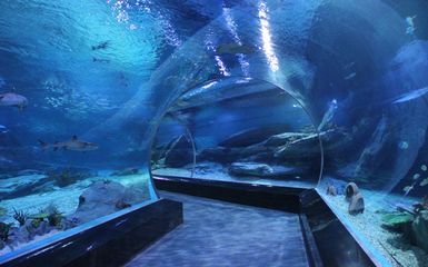 怎么开一家水族馆（开一家水族馆的详细步骤和注意事项和注意事项）