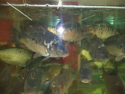 水族馆店铺照片真实（关于水族馆店铺照片真实详情）