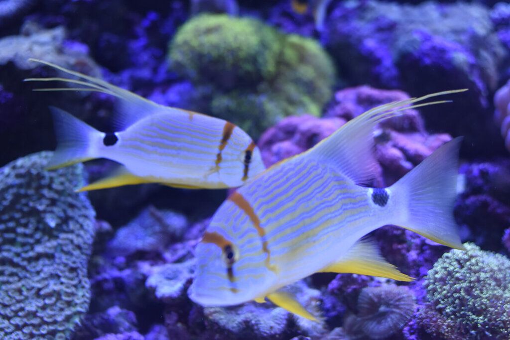 水族馆有什么鱼类（上海海洋水族馆中常见的鱼类包括热带鱼、淡水鱼和海水鱼） 水族馆百科（水族馆加盟） 第5张