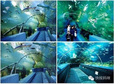 开一家水族馆做什么准备活动（开一家水族馆是一项需要精心策划和准备的活动需要准备的活动） 水族馆百科（水族馆加盟） 第5张