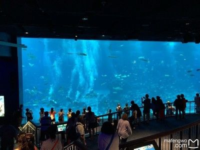 水族馆开馆时间（上海海洋水族馆特色展览介绍水族馆开馆时间表演时间表）