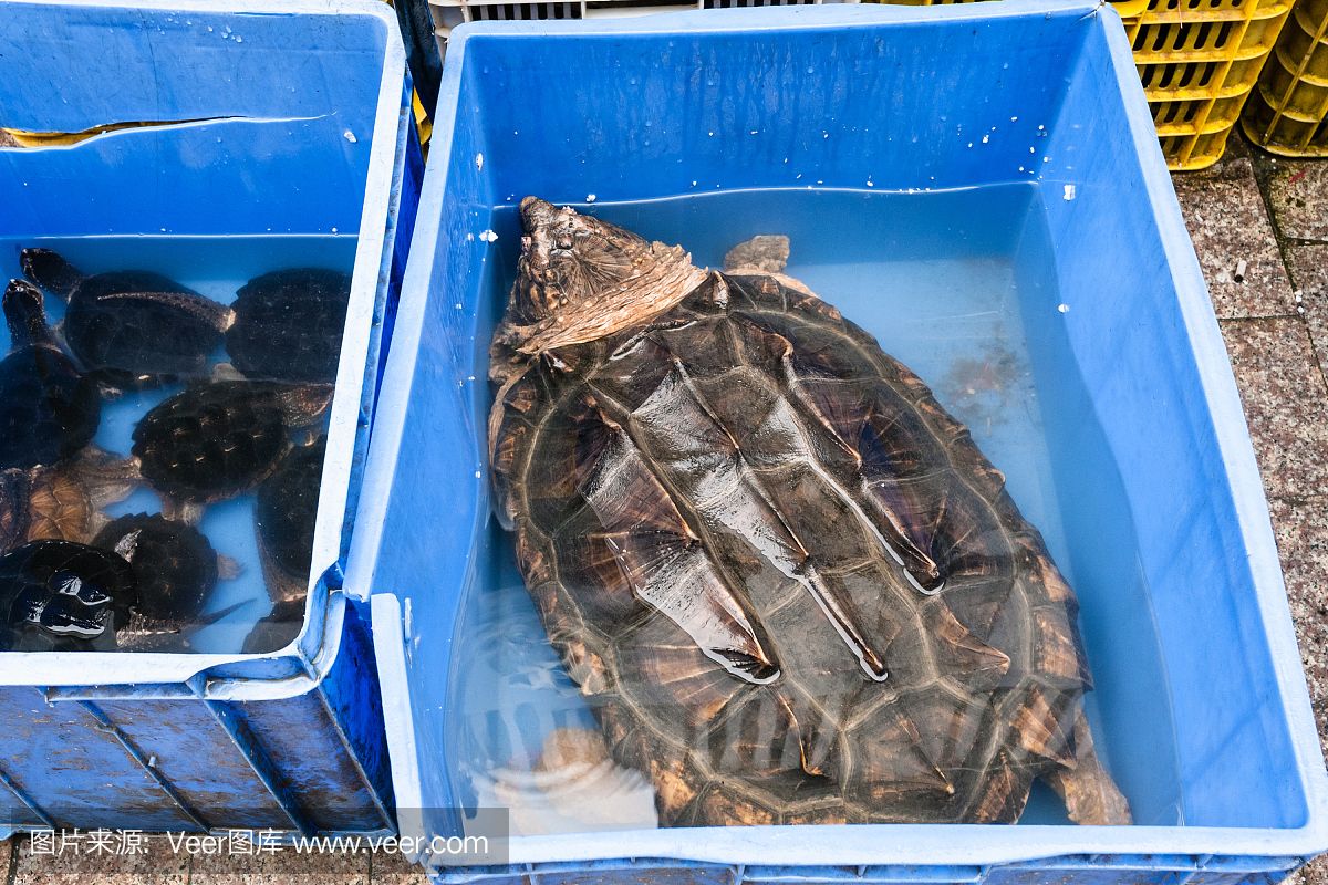 水族馆店铺里有什么动物和植物（探讨水族馆店铺中常见的动物和植物种类）