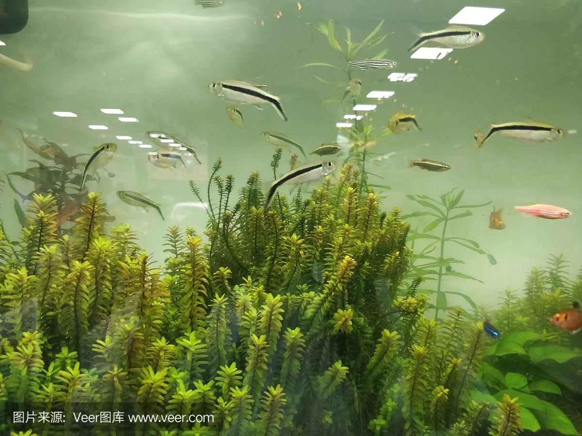 水族馆店铺里有什么动物和植物（探讨水族馆店铺中常见的动物和植物种类）