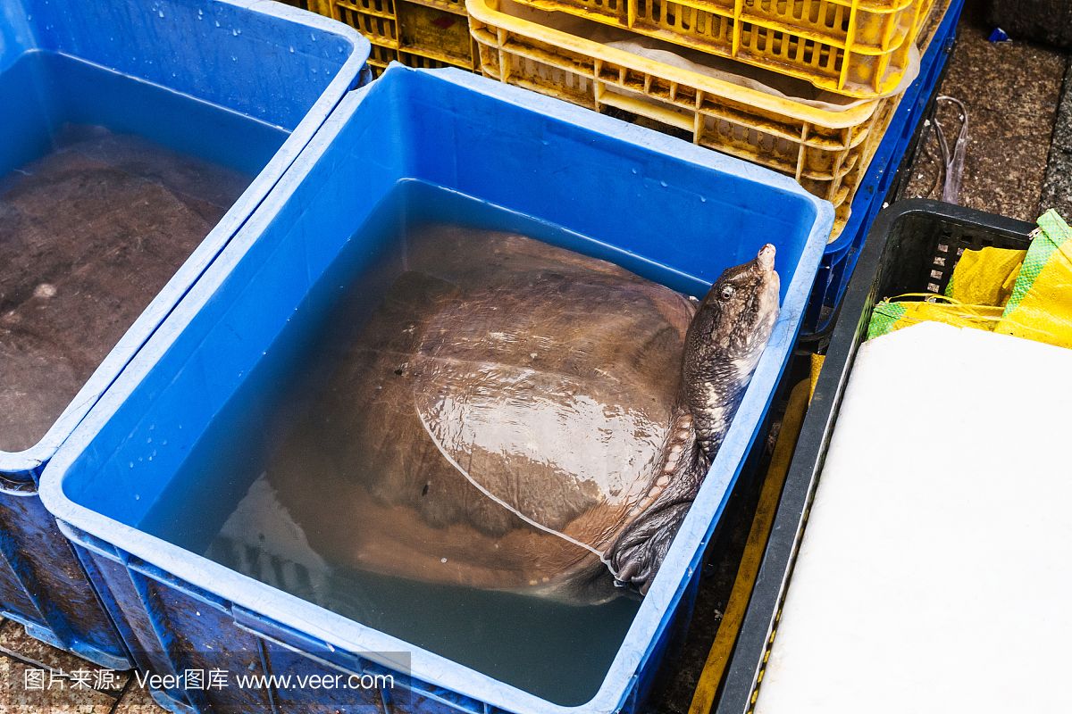 水族馆店铺里有什么动物和植物（探讨水族馆店铺中常见的动物和植物种类） 水族馆百科（水族馆加盟） 第5张