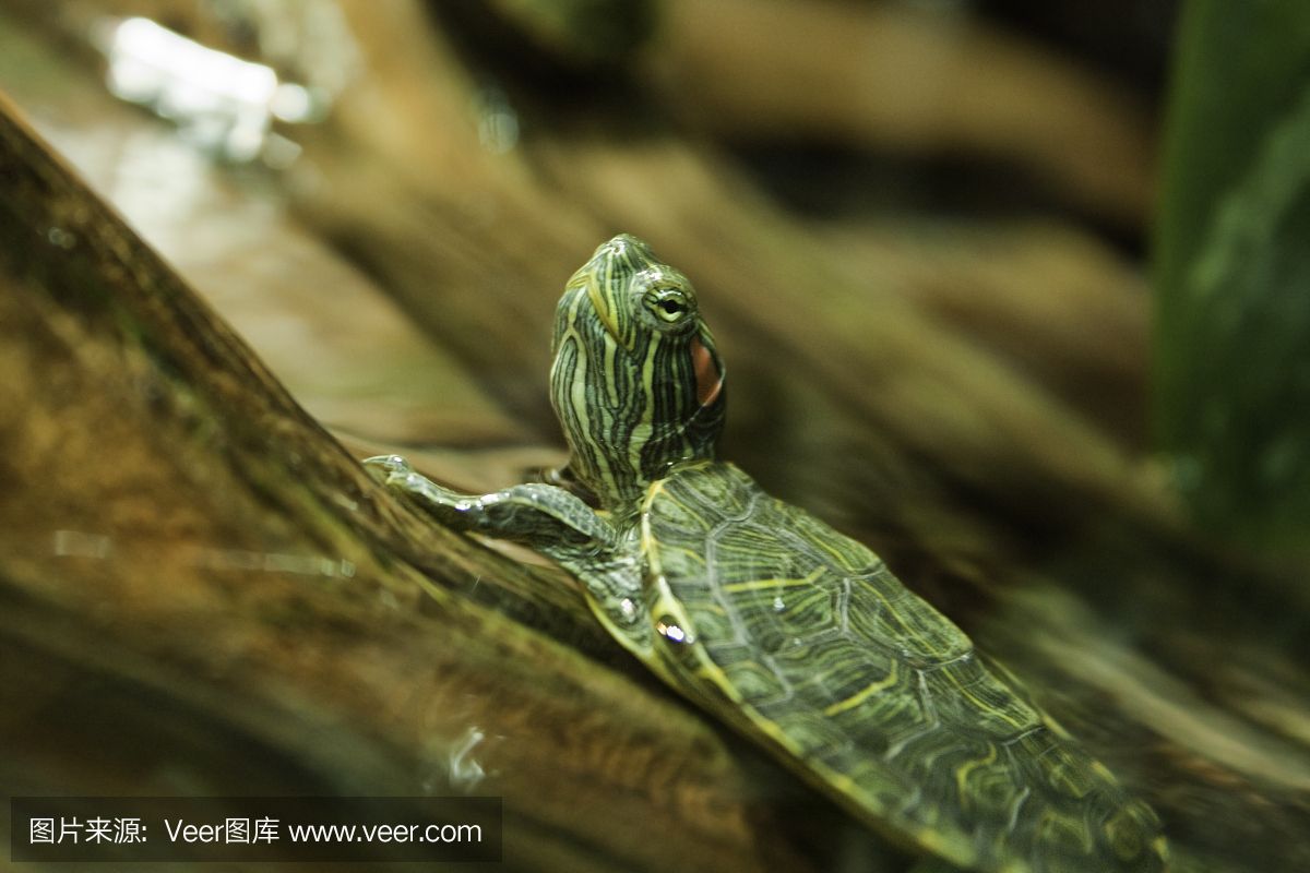 水族馆店铺里有什么动物和植物（探讨水族馆店铺中常见的动物和植物种类） 水族馆百科（水族馆加盟） 第4张