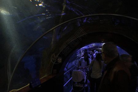 水族馆店铺里有什么动物名字和图片（水族馆中常见的一些动物名字和简要介绍）