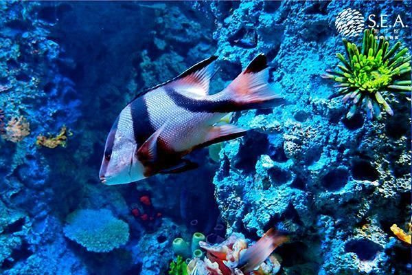 水族馆鱼类介绍大全（水族馆中的鱼类繁殖技术和水族馆鱼类繁殖技术介绍）