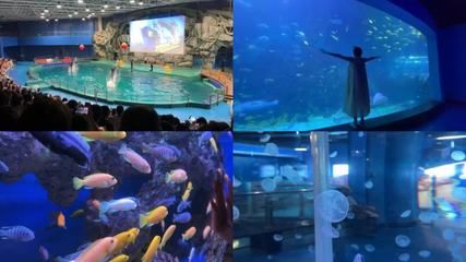 水族馆游玩（三亚亚特兰蒂斯水族馆）