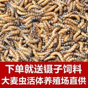 金龙鱼养殖场（关于金龙鱼养殖场的一些详细信息） 龙鱼百科 第4张