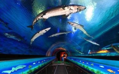 水族馆店铺介绍语句（上海水族馆店铺介绍）