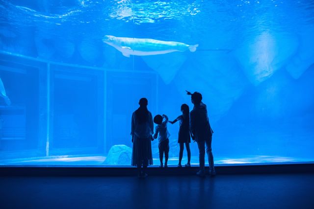 水族馆店铺介绍语句（上海水族馆店铺介绍） 水族馆百科（水族馆加盟） 第5张