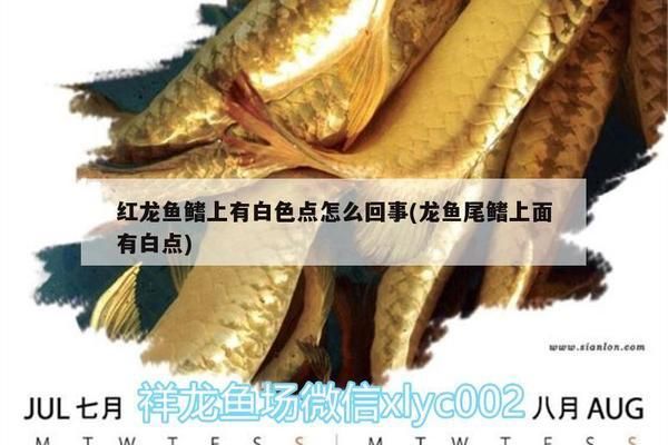 红龙鱼鳍上有白色点状物怎么回事（红龙鱼水霉病的预防措施） 龙鱼百科 第3张