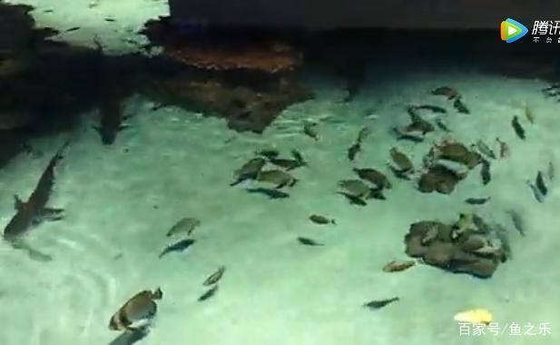 水族馆旅游景点（上海水族馆科普活动安排,釜山水族馆海底隧道体验） 水族馆百科（水族馆加盟） 第5张