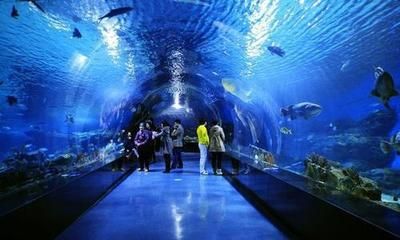 现在水族馆生意怎么样啊（上海海洋水族馆） 水族馆百科（水族馆加盟） 第4张