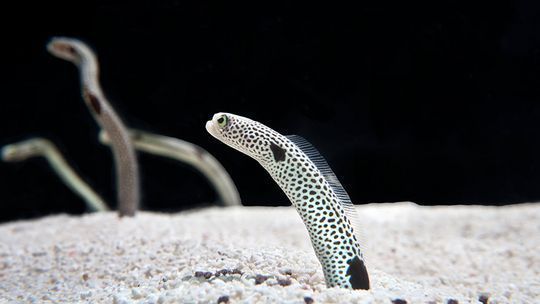 水族馆简介怎么写（关于水族馆的简介） 水族馆百科（水族馆加盟） 第4张