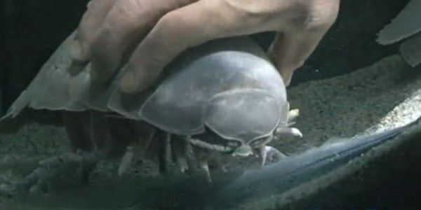 水族馆的鱼为什么不互相吃（水族馆如何控制鱼类饮食）